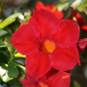 Dipladenia rouge