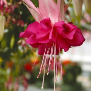 Fuchsia grosse fleur