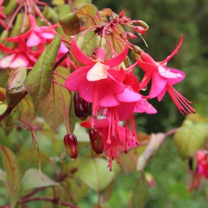 Fuchsia petite fleur