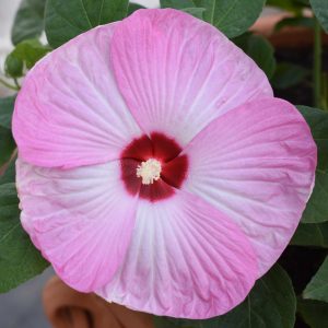 Hibiscus Moscheutos Luna Mélange