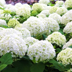 Hortensia blanc