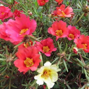 Pourpier portulacca
