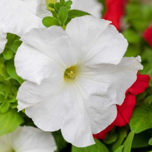 Surfinia blanc