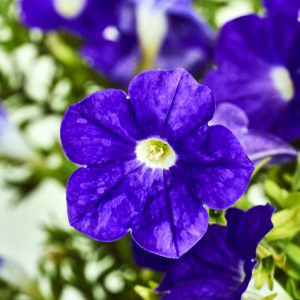 Surfinia violet