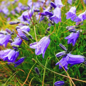 Campanule des Carpates