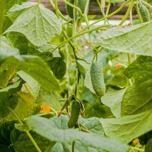 Cornichon