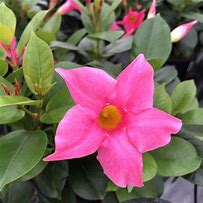 Dipladenia rose