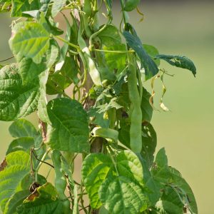 Haricot Vert Grimpant