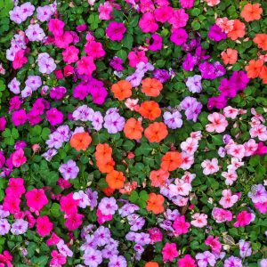 Impatiens coloris mélange
