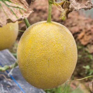 Melon Canari