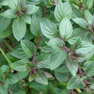 Menthe chocolat