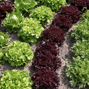 Salades mélange varié de saison