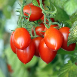Tomate pendelotte sans tuteur (buisson)
