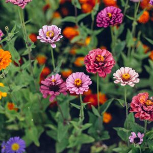 Zinnia nain Mélange de couleurs