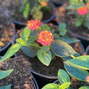 Lantana