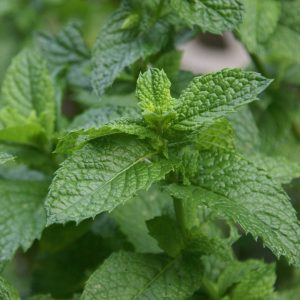 Menthe