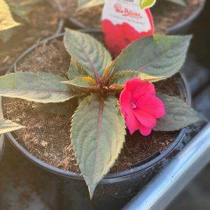 Sunpatiens Rose néon