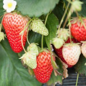 Fraisier MARIGUETTE