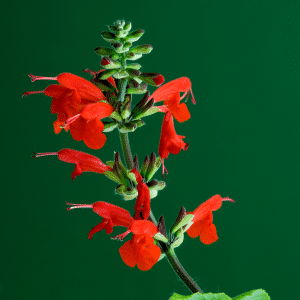 Sauge vivace rouge