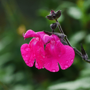 Sauge vivace rose
