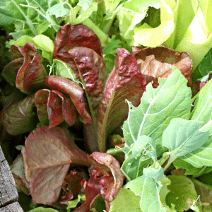 Mesclun (Salade à couper)