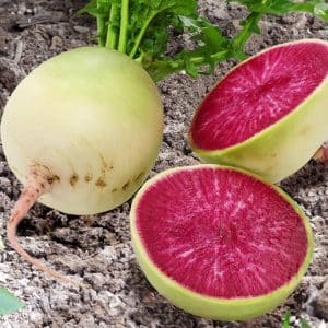 Radis Red Meat