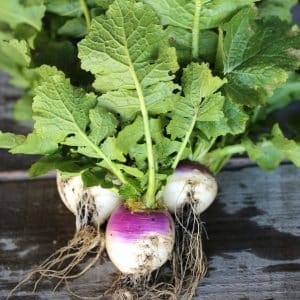 Navet Violet