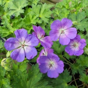 Geranium Rozanne