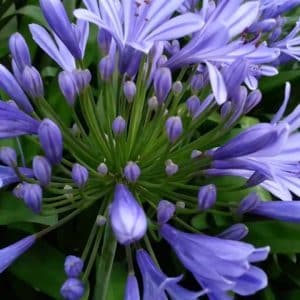 Agapanthes bleues