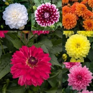 Dahlias (coloris divers)