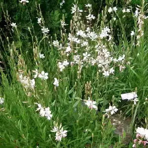 Gauras blancs