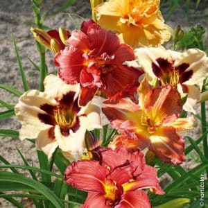 Hémérocalles (coloris divers)