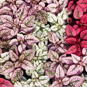 Hypoestes