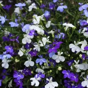 Lobelias
